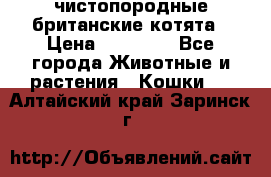 чистопородные британские котята › Цена ­ 10 000 - Все города Животные и растения » Кошки   . Алтайский край,Заринск г.